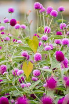 千日紅 千日紅 センニチコウ,風景,自然の写真素材