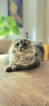 可愛い猫 可愛い猫 猫,ペット,かわいいの写真素材