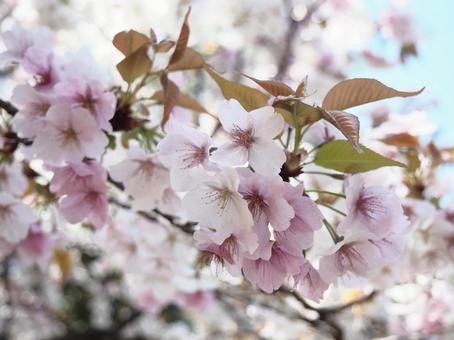 グラデーションが美しい山桜 グラデーションが美しい山桜の写真