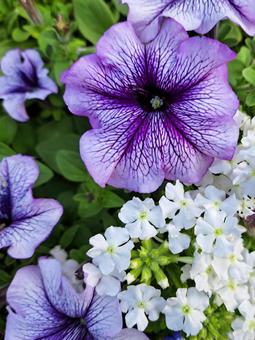 白と紫の花 白と紫の花の写真