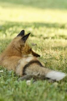 Fox, JPG Fox, JPG