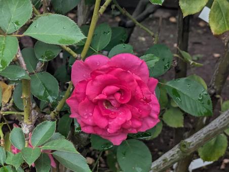 薔薇 薔薇の写真