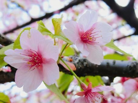 桜 桜の写真