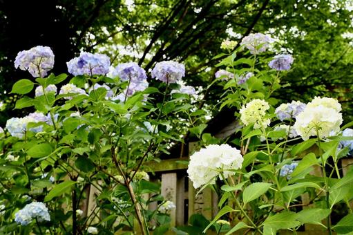 Photo, hydrangea, knowledge temple, june, 