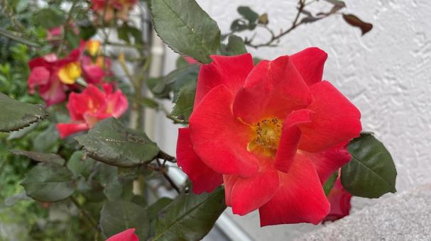ガーデニングの薔薇⑦ ガーデニングの薔薇⑦の写真