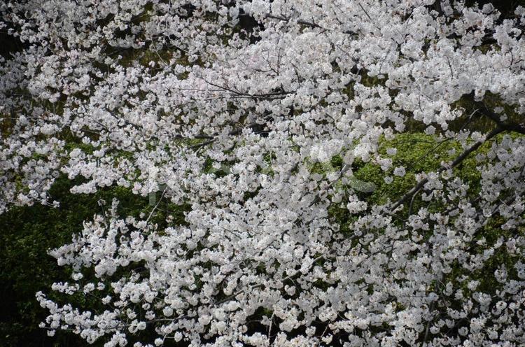 桜　花びら　花見　春　新生活　素材　背景 桜,花びら,花見の写真素材