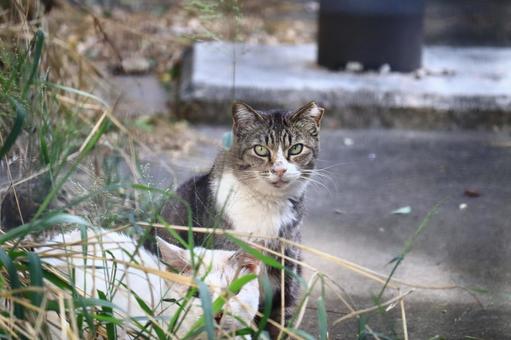 公園ネコ　沖縄県　那覇市 ネコ,キャット,ニャンコの写真素材
