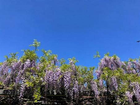 藤の花 藤の花の写真