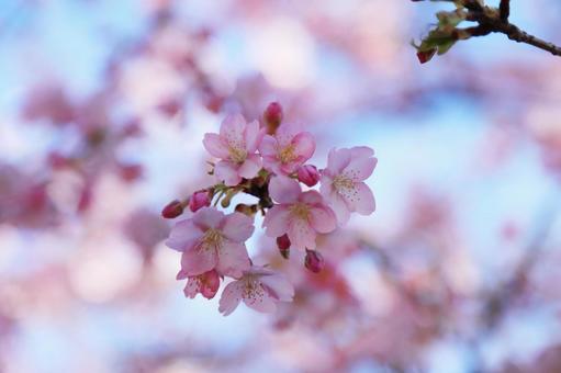 河津桜 河津桜,桜,春の写真素材