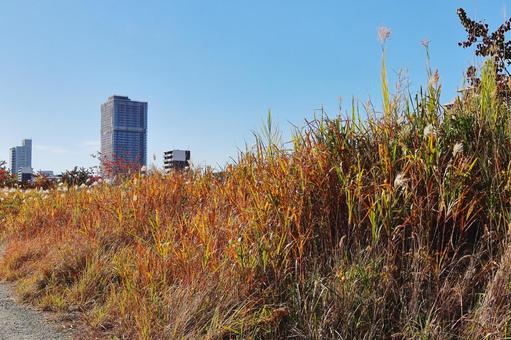 秋の河川敷 秋,河川敷,淀川河川敷の写真素材