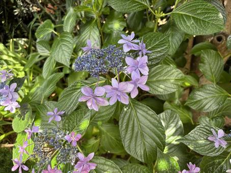 紫陽花 紫陽花 紫陽花,綺麗,花の写真素材