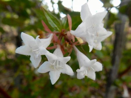 【花の写真】ハナゾノツクバネウツギ 【花の写真】ハナゾノツクバネウツギ ハナゾノツクバネウツギ,アベリア,花園衝羽根空木の写真素材