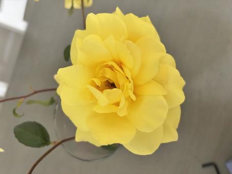 黄色バラ　イエローローズ イエローローズ,薔薇,バラの写真素材