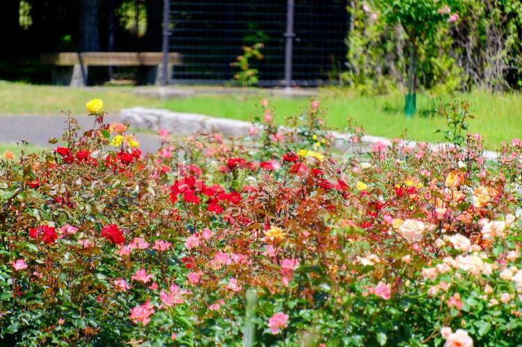 兵庫県立播磨中央公園ばら園 公園,ばら園,花の写真素材