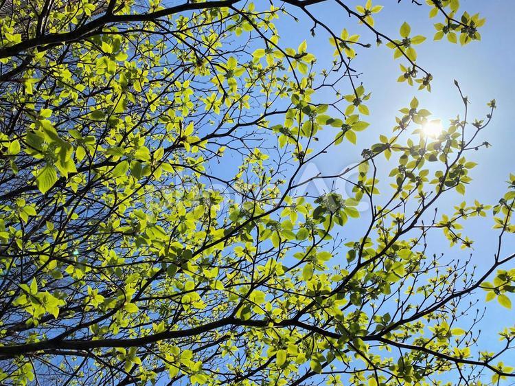 瑞々しい緑の葉っぱと青空 青空,葉っぱ,緑の写真素材