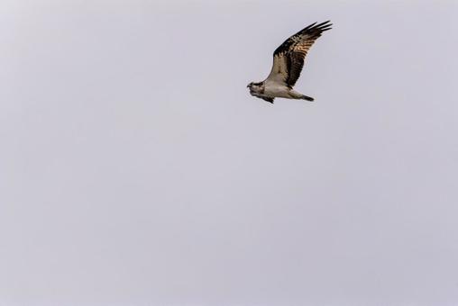 大空を舞うミサゴ ミサゴ,猛禽類,鳥の写真素材