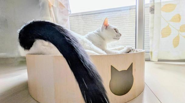 窓辺で日向ぼっこをする白猫 白猫,猫,日向ぼっこの写真素材