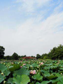 水元公園のハス池・ピンクの蓮の花・葛飾区 水元公園のハス池・ピンクの蓮の花・葛飾区の写真