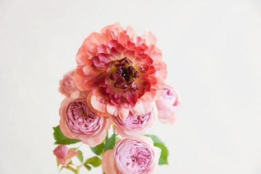 薔薇とラナンキュラス 薔薇とラナンキュラスの写真