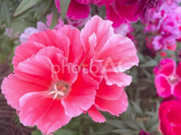 ふんわり咲いたピンクのゴデチアの花 ゴデチア,クラーキア,ピンクの写真素材