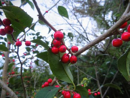 梅擬の赤い実 梅擬,ウメモドキ,植物の写真素材