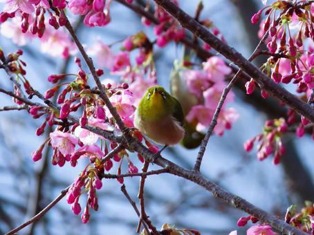 メジロと寒緋桜 メジロと寒緋桜 メジロ,寒緋桜,可愛いの写真素材