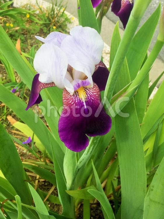 あやめ　アヤメ　菖蒲　花　初夏　植物　自然 あやめ,菖蒲,しょうぶの写真素材
