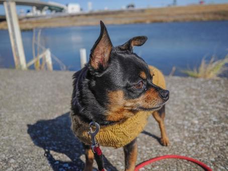 散歩する小型犬・チワワ・ミニピン 散歩する小型犬・チワワ・ミニピンの写真