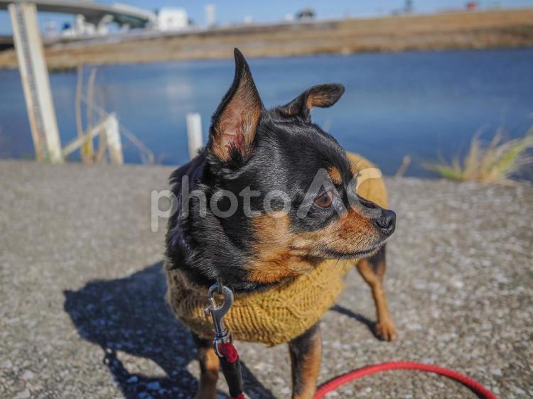 散歩する小型犬・チワワ・ミニピン 犬,わんこ,ペットの写真素材