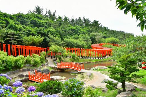 千本鳥居と紫陽花 千本鳥居と紫陽花 高山稲荷神社,鳥居,千本鳥居の写真素材