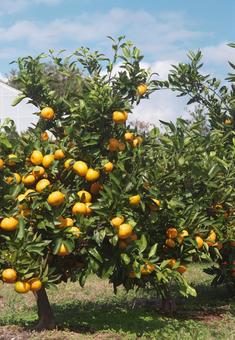 食べごろミカン 植物,果物,みかんの写真素材