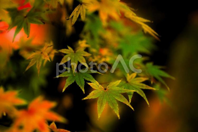 ＜五島の秋＞鬼岳樹木園のイロハモミジ 風景,景色,紅葉の写真素材