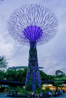 【シンガポール】スーパーツリー ガーデンズバイザベイ,ガーデン,シンガポールの写真素材