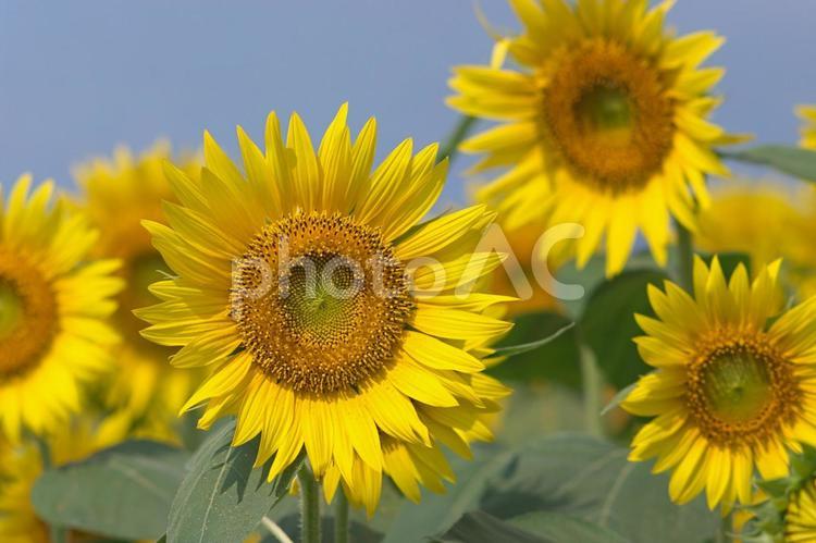 青空の下に咲き誇るひまわり 向日葵,ヒマワリ,夏の写真素材