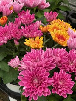 ダリア ダリア ダリア,秋の庭木,花の写真素材