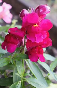 負けないの写真