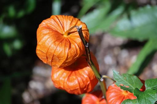Close-up of orange ground cherries, JPG Close-up of orange ground cherries, JPG