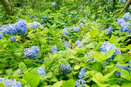 紫陽花　梅雨の季節 紫陽花,アジサイ,花の写真素材
