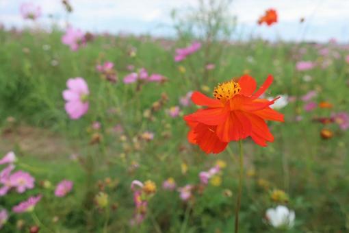 コスモス畑の写真