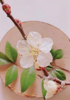 春を見つけたよ。梅の花③ 春を見つけたよ。梅の花③の写真