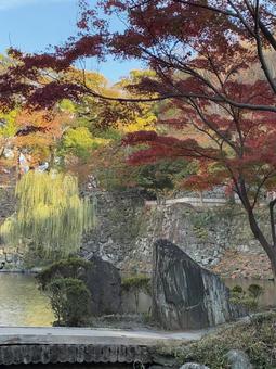 初紅葉 西の丸庭園,紅葉渓庭園,初紅葉の写真素材