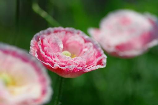 ケシの花 ケシの花の写真