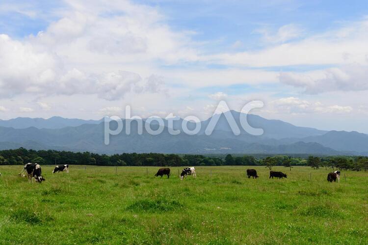 山梨県北杜市　八ヶ岳牧場 山梨,八ヶ岳牧場,北杜市の写真素材