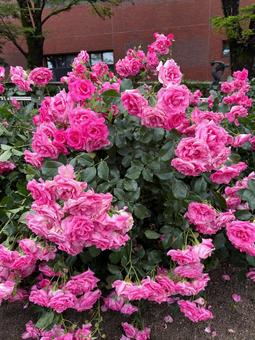咲き誇る赤いバラのクローズアップ 咲き誇る赤いバラのクローズアップ 花,薔薇,バラの写真素材