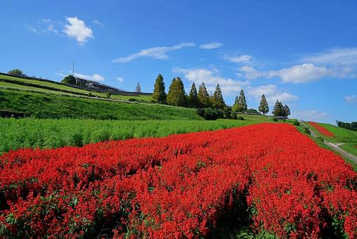 淡路島 あわじ花さじき⑱ サルビア 淡路島 あわじ花さじき⑱ サルビア 兵庫県,あわじ花さじき,サルビアの写真素材