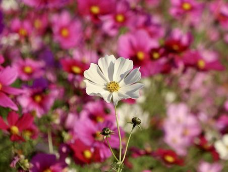 秋桜 秋桜,コスモス,白の写真素材