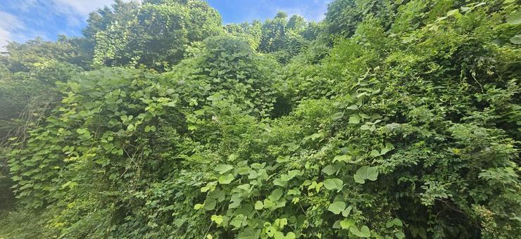 照片, 青叶, 自然, 风景, 