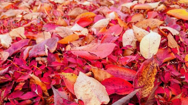 秋が落ちてる２ 紅葉,秋,葉の写真素材