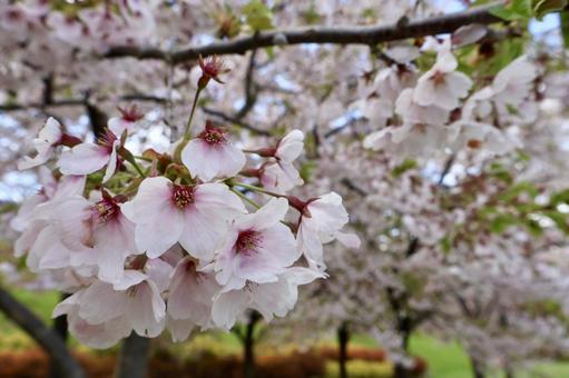 桜 函館,観光地,桜の写真素材