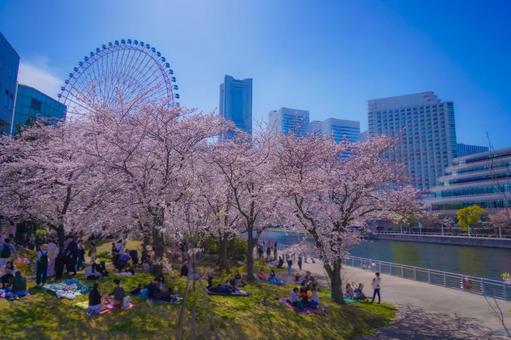 横浜みなとみらい桜並木 横浜みなとみらい桜並木 桜,花見,ピクニックの写真素材